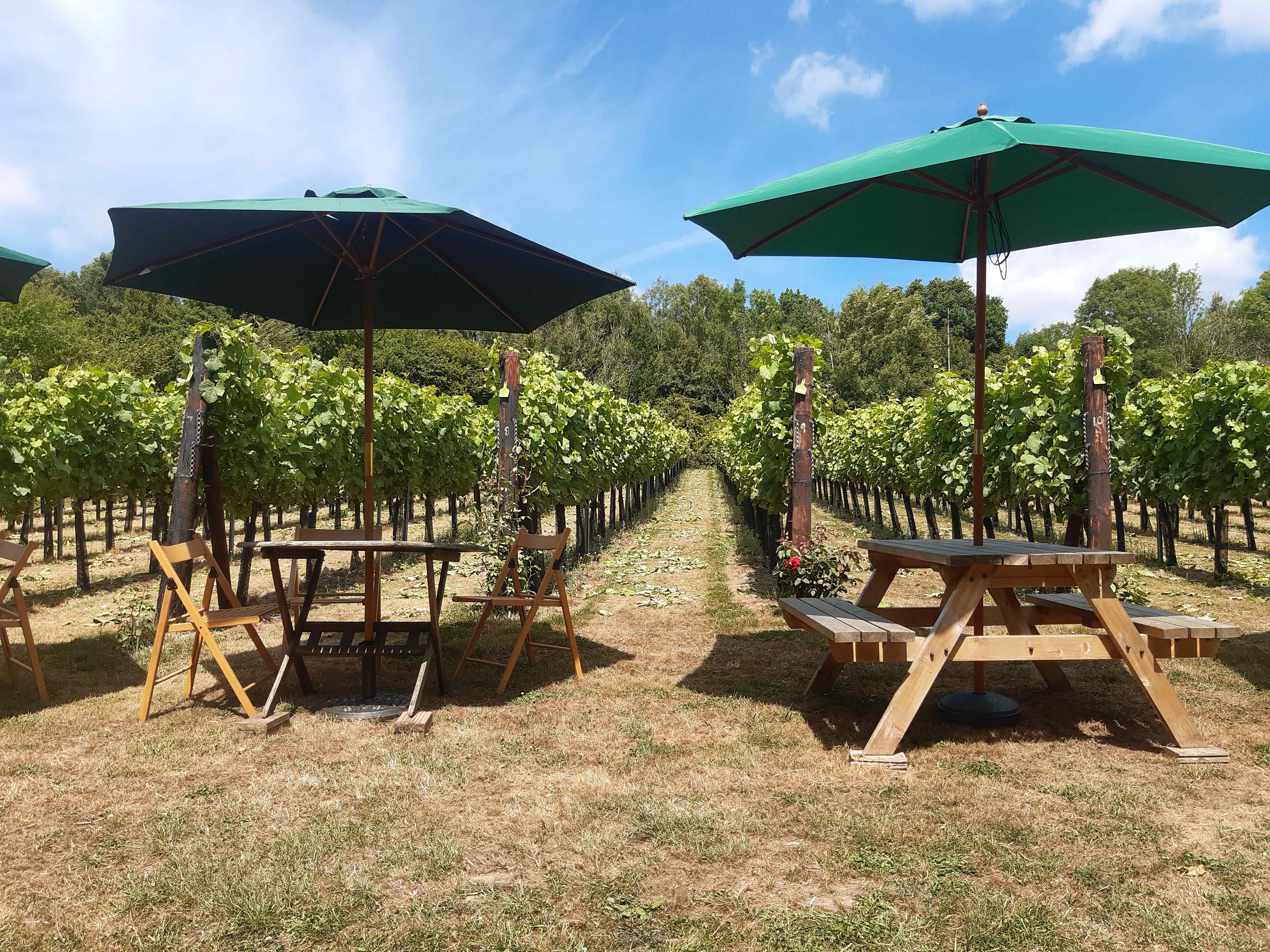 WILDWOOD VINEYARD